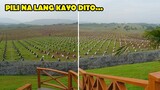 Wholesale Manok Panabong Pili Na Kayo | Best Pinoy Memes Funny Videos 2O22 | Try Not To Laugh