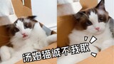 【布偶猫vs伯曼猫】抢箱子大战第二弹（内有迪迪小尖牙福利