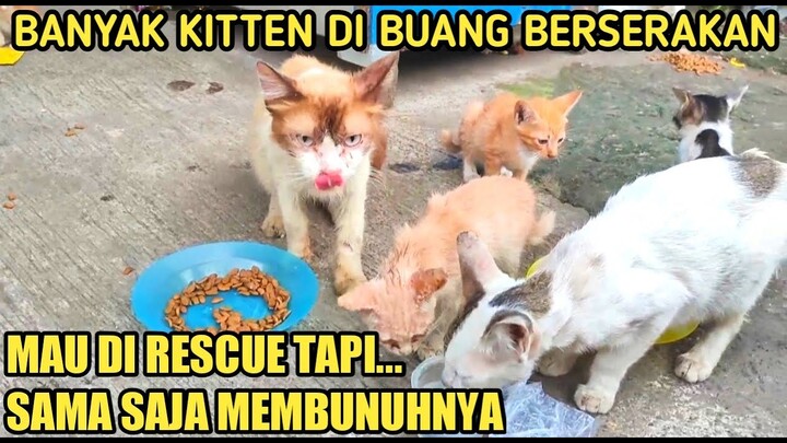 JANGAN DI LARANG MEMBERI MAKAN KUCING LIAR | YANG DI LARANG ITU JANGAN BUANG ANAK KUCING!!!