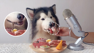 Suara Alaskan Malamute yang Makan Daging Mentah