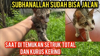 Mengharukan Kucing Setruk Ini Dapat Muzizat Akhirnya Bisa Berjalan Kembali..!