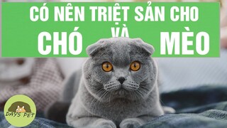 Điều chú ý trước và sau khi triệt sản cho chó mèo | Dayspet