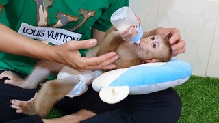 Mom So Much Love & Take Care Lion   Mom Feed Milk & Comfort Lion To Sleep