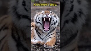 #tiger #shorts