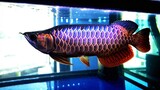 Ikan Arwana - Ikan termahal asal Indonesia