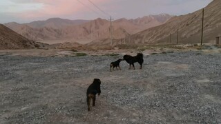 Peliharaan Lucu | Reuni Ibu Anak Mastiff Tibet 