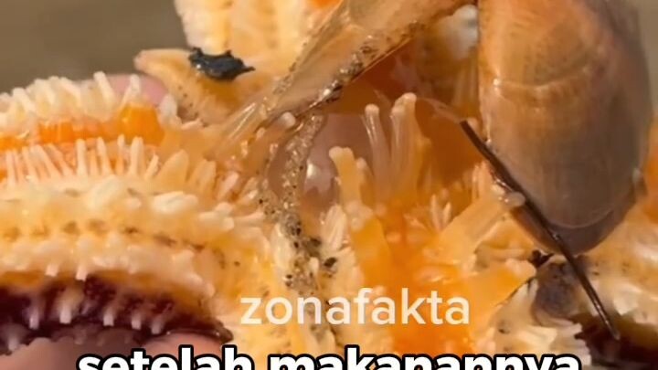 cara makan bintang laut#fauna #fyi #bintanglaut #ikan #fyp #jowo #wongjowo #faktaunik