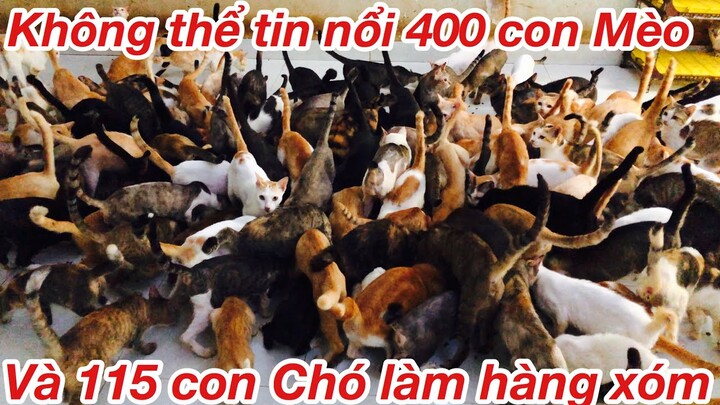 Chị Chi nuôi 400 con Mèo(Cat)& chị Vân nuôi115 Chó( Pet)