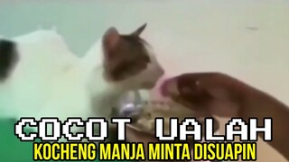 KOCHENG MANJA MINTA DISUAPIN ❗❗| CHOCHOT UALAH 107