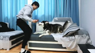 [Hewan]Apa yang akan terjadi jika mencoba menggosok pantat Husky