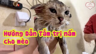 Hướng dẫn tắm chữa nấm cho mèo Anh lông ngắn - Đơn giản  hiệu quả