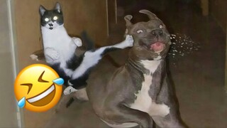 Funny Animal Videos: Prepare to Laugh Out Loud