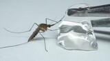 [Hewan]Nyamuk mencoba mengisap jeli