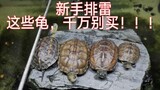 【养龟】新手排雷（上），这些龟千万别买！