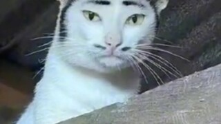 Neko chan