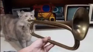 A talented cat 🐱