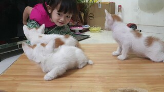 Khám phá 3 chú mèo con  mới mở mắt dễ thương . Kute cat