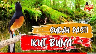 PANCINGAN MURAI BATU AGAR BUNYI GACOR