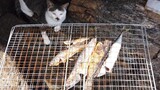Kitty: Yummy, I love roast fish