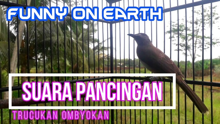 Suara Pancingan Trucukan Ombyokan Trucukan LAngsung Bunyi dan Gacor