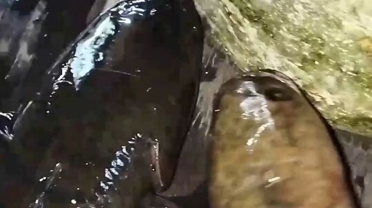 coba pasang tajuran di spot yang banyak ikan monster nya
