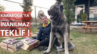 SAHİBİNE SERVET KAZANDIRAN ÇOBAN KÖPEĞİ ~ Türkiye’ye Meydan Okudu !