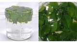 [Slime]Kumpulan Slime Helaian Daun Dari Uploader Korea