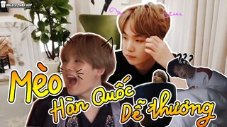 [BTS Suga] Mèo Hàn Quốc dễ thương ~