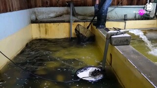 Amazing cutting skills of a giant eel😳                                  Eel steak in Taiwan