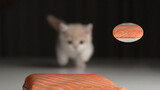 [ASMR] แมวกินปลาแซลมอนและลูกหนู