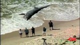 Giant shark washed ashore