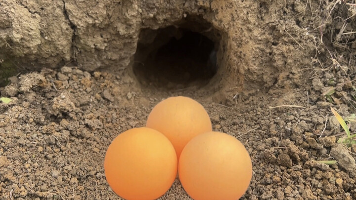 Use "ping pong ball" to kill rats. Once the ball goes in, the rats run out. The scene is so shocking