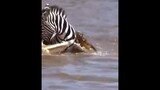 Zebra's another normal day