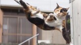 [Động vật]Khi những chú mèo chạy|<DÉJÀ VU(EXTENDED MIX)>