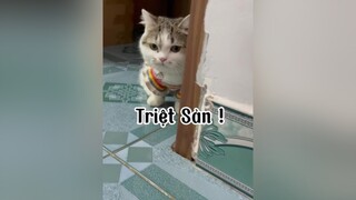 Giới tính của Sáng sẽ mãi mãi là một bí mật 🤣 cat mèo