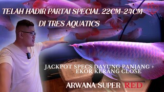 PARTAI ARWANA SUPER RED 22cm- 24cm TELAH HADIR DI TRES AQUATICS! Plus ARWANA MEDIUM SPEC JACKPOT!