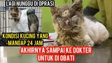 Mengharukan Kucing Scabies Yang Keliling Kampung Mencari Pertolongan Akhirnya Sampai Ke Dokter..!