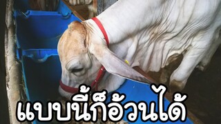 สูตรวัวอ้วนๆ[Ep2]​ กับประโยชน์มากล้นกับต้นกล้วย|ช่องชัดเจนฟาร์ม|