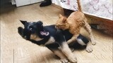Butuh yang lucu-lucu dan bikin ngakak? tonton video Kucing dan Anjing lucu ini!! meme kucing lucu