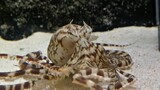 Tinjauan paruh kedua kehidupan gurita peniru
