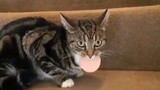 Pecinta kucing memberi makan kucing sosis yang diiris tebal, hasilnya…