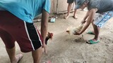 cock vs bullstag spar🤗