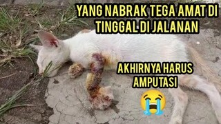 Astagfirullah Anak Kucing Ini Menangis Karena Tangannya Harus Di Amputasi Ada Yang Nabrak Di Jalanan