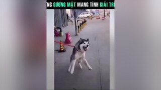 Quá hài hước 🤣🤣 cườikhôngnhặtđượcmồm funnyvideo cườivỡbụng pet dog haìhước funnytiktok dogs cườibểbụng hài càkhịa foryou