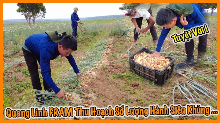 Quanglinhvlogs || Thu Hoạch Hành Vụ Đầu Tiên Của Quang Linh Farm Với Số Lượng Siêu Khủng