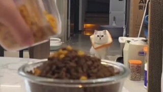 猫猫干饭