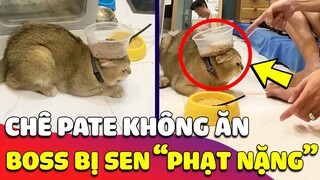 Chê Pate không chịu ăn, Hoàng Thượng bị con Sen 'PHẠT NẶNG' làm nó 'TỞN TỚI GIÀ' 😂 Gâu Đần