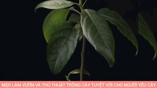 mẹo làm vườn phủ thuật trồng cây