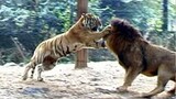 UNBELIEVABLE Lion Attacks CAUGHT ON CAMERA!