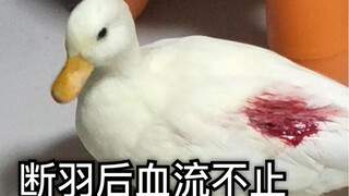 【call duck 柯尔鸭】香菜的大危机！铁憨憨把自己咬到血流不止！历时一星期终于恢复健康！